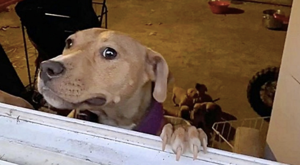 Una perrita pide ayuda para salvar a sus cachorritos que luchaban por sobrevivir en un garaje Una perrita pide ayuda para salvar a sus cachorritos que luchaban por sobrevivir en un garaje