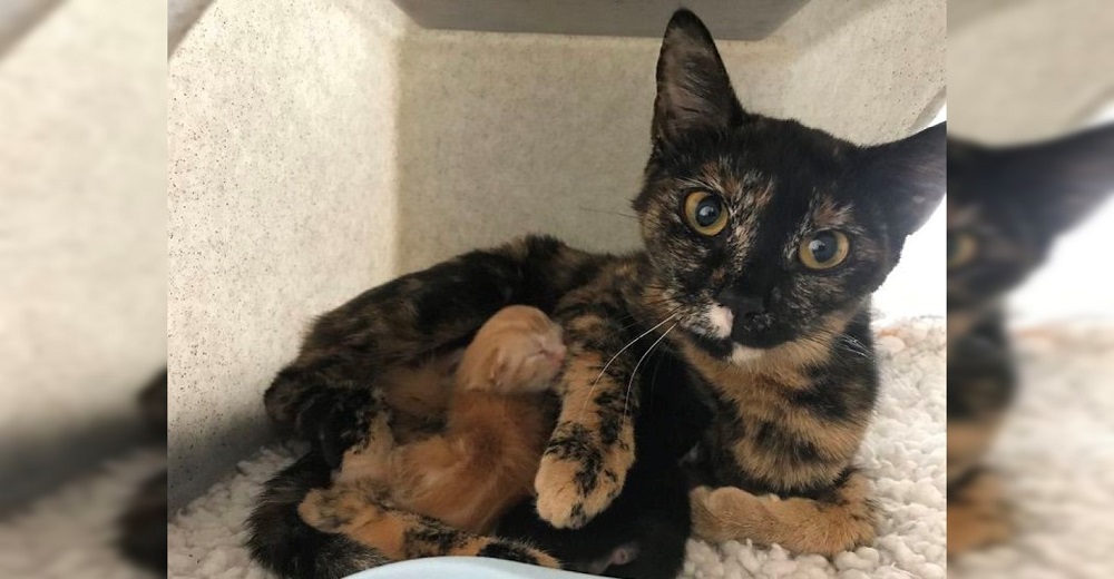 Gata embarazada y abandonada en un bosque resistió y esperó estar a salvo para dar a luz