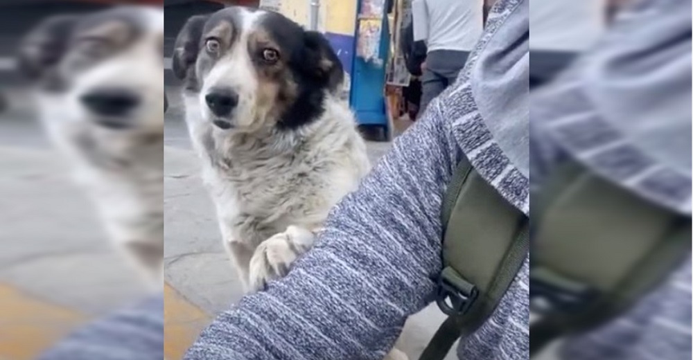 Graban a un perrito callejero arrimando su patita sobre el brazo del joven que lo alimentó Graban a un perrito callejero arrimando su patita sobre el brazo del joven que lo alimentó