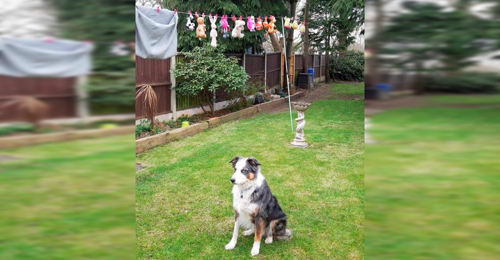 Perrita se niega entrar a casa para poder cuidar sus juguetes mientras se secan Perrita se niega entrar a casa para poder cuidar sus juguetes mientras se secan