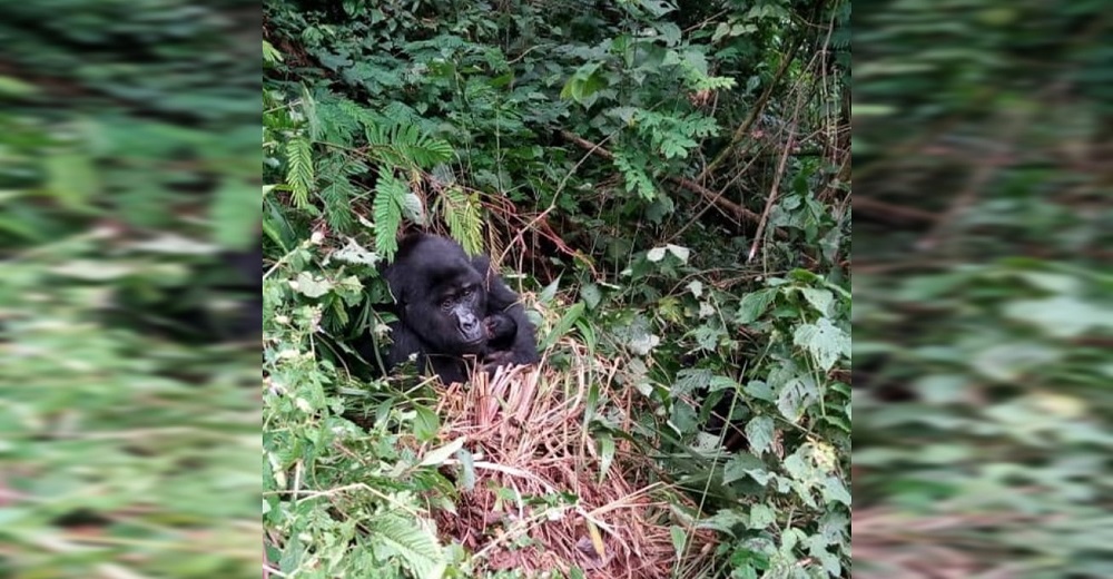 Nacen nuevos bebés gorilas de montaña levantando la esperanza tras la trágica muerte de Rafiki Nacen nuevos bebés gorilas de montaña levantando la esperanza tras la trágica muerte de Rafiki