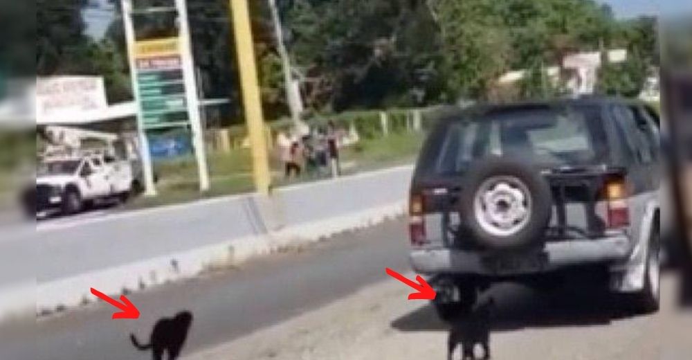 Baja a sus perros del auto para que «tomaran aire»–Cuando están distraídos huye a toda velocidad