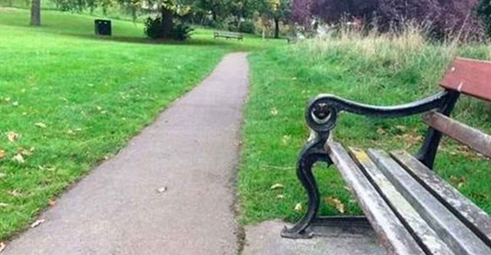 ¿Logras ver al perrito pug?: El nuevo reto visual que muy pocos pueden conseguirlo ¿Logras ver al perrito pug?: El nuevo reto visual que muy pocos pueden conseguirlo