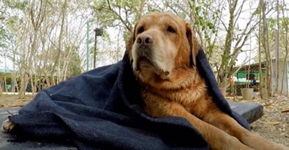 Perrito usado por un criador lo abandona tras descuidarlo tanto que ya no podía caminar