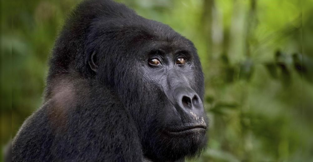 Justa condena para el cazador que acabó con la vida del raro gorila de montaña, Rafiki