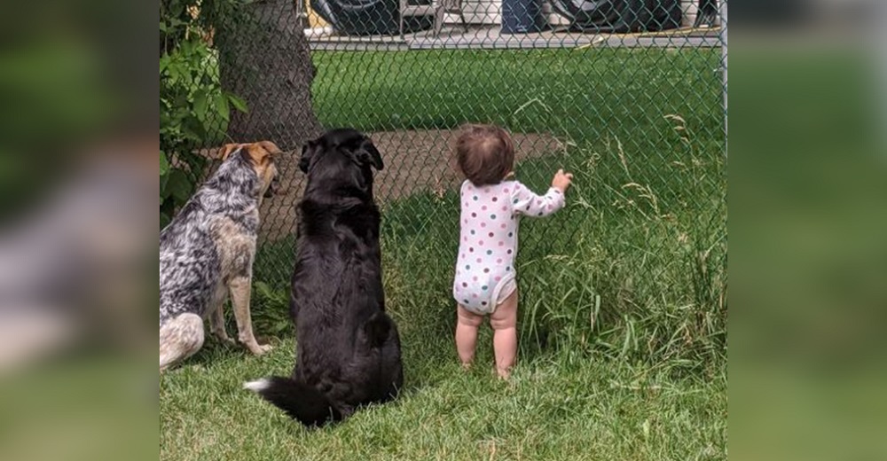 La niña se une a sus hermanos caninos todos los días para recibir un delicioso regalo del vecino