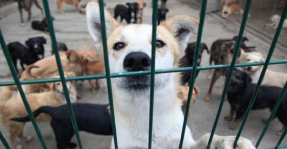 Decenas de refugios de animales en todo el mundo anuncian devastados que muy pronto cerrarán Decenas de refugios de animales en todo el mundo anuncian devastados que muy pronto cerrarán