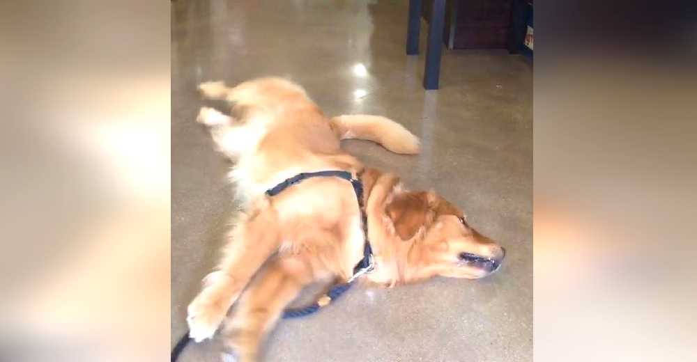 Perro de servicio se arrastra en el suelo porque se resiste a salir de la tienda de juguetes