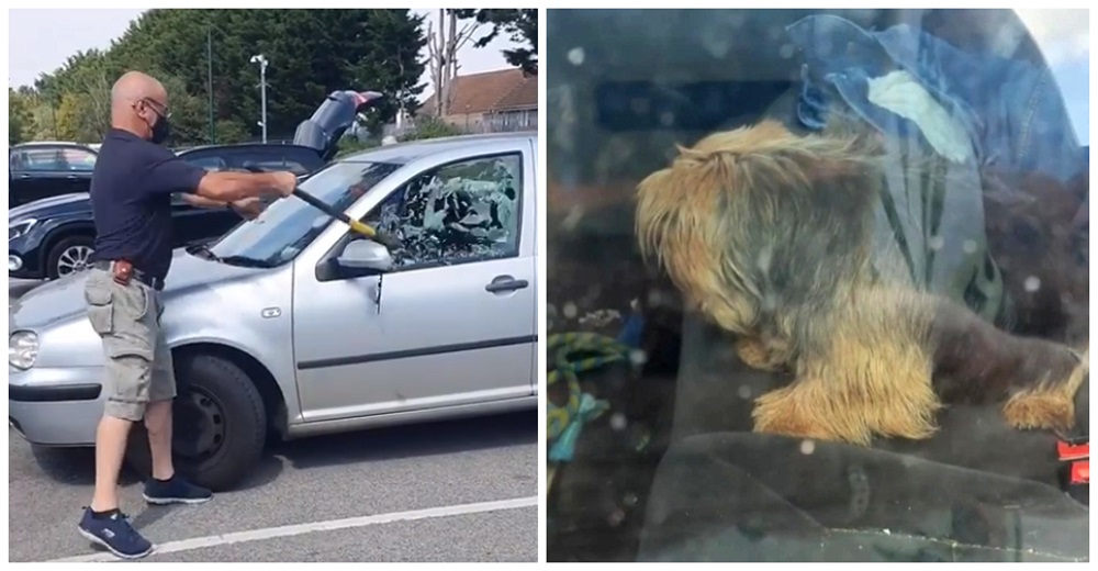 Lucha por romper el cristal para salvar a un perrito que esperaba su final en un auto caliente Lucha por romper el cristal para salvar a un perrito que esperaba su final en un auto caliente