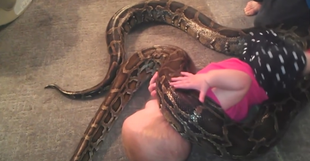 «Mi hija no está en peligro» – Graba a su bebé de 1 año jugando con una gran serpiente