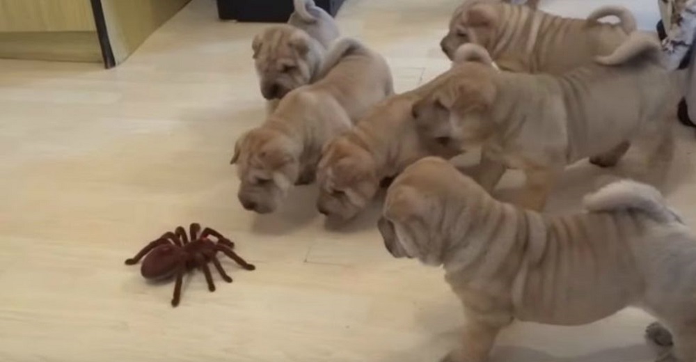 Cachorritos se encuentran cara a cara con una «temible» tarántula y su reacción se hace viral Cachorritos se encuentran cara a cara con una «temible» tarántula y su reacción se hace viral