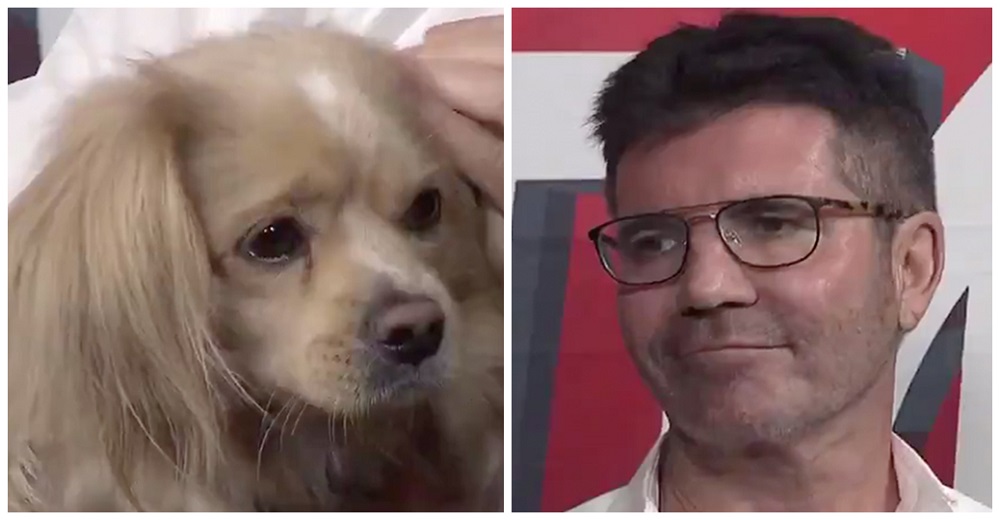 Simon Cowell se derrumba cuando conoce a uno de los perritos que salvó de una granja de carne Simon Cowell se derrumba cuando conoce a uno de los perritos que salvó de una granja de carne