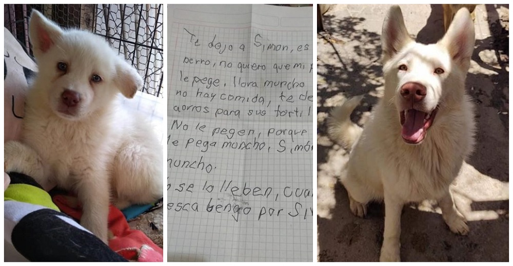 El perrito que un desolado niño dejó en un refugio para que no lo pegaran más, ya ha crecido El perrito que un desolado niño dejó en un refugio para que no lo pegaran más, ya ha crecido