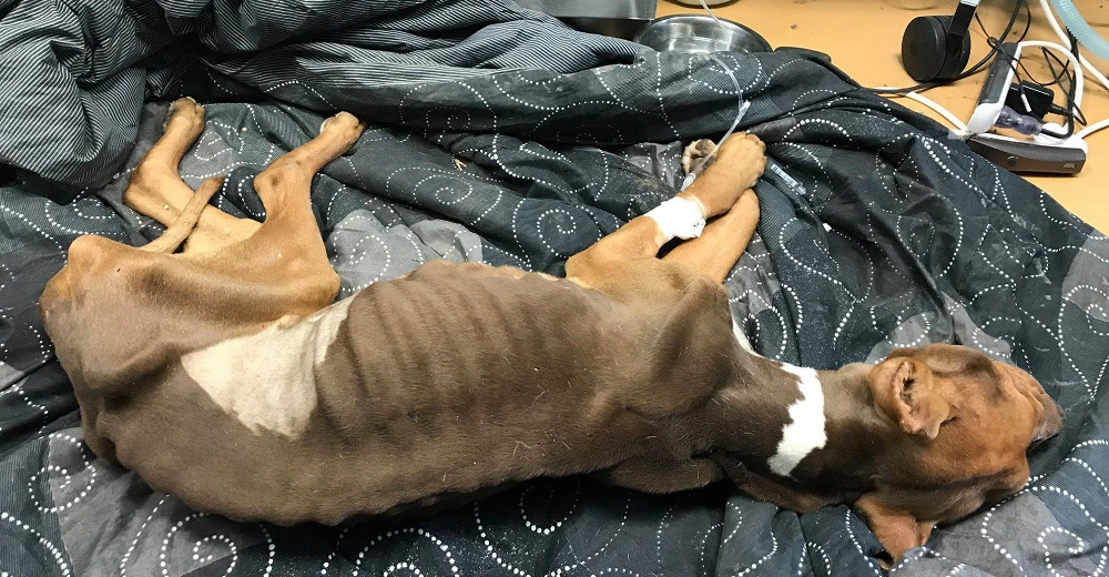 Cuando encontraron a este perrito yacía en la calle desnutrido y al borde la muerte Cuando encontraron a este perrito yacía en la calle desnutrido y al borde la muerte