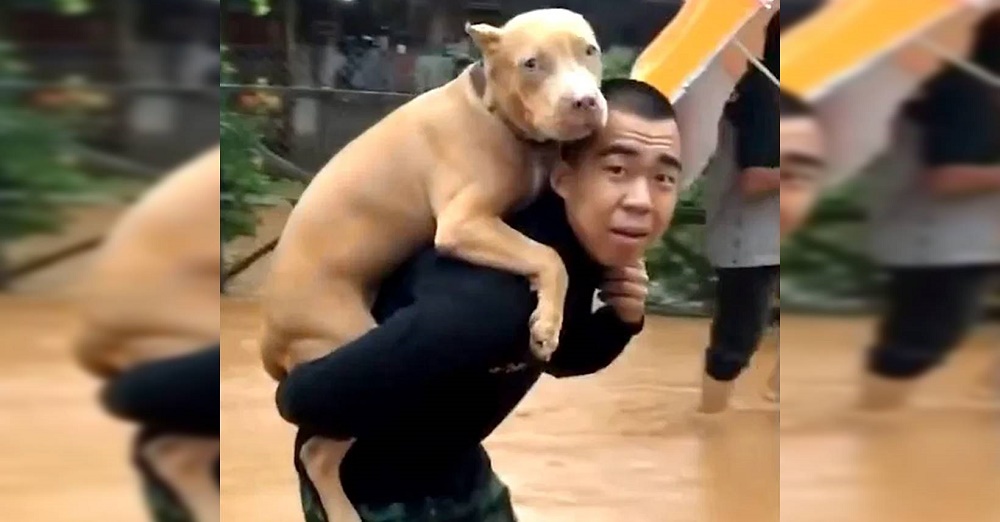 Capturan a un hombre cargando a su enorme pitbull sobre la espalda para salvarle la vida Capturan a un hombre cargando a su enorme pitbull sobre la espalda para salvarle la vida