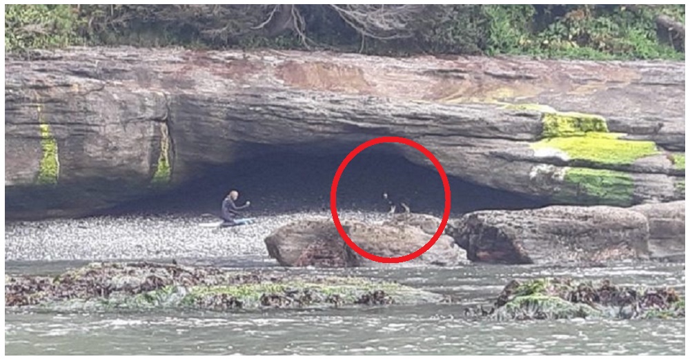 Descubren unas patitas peludas bajo una cueva en una isla remota, pasó meses rogando ser salvada