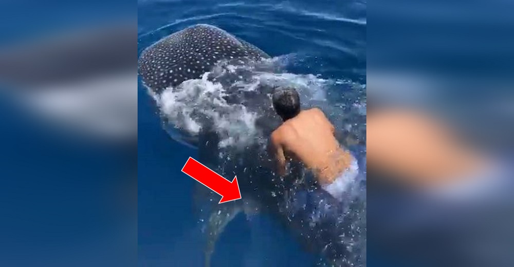 Lo graban saltando sobre un dócil tiburón ballena y aferrándose a su aleta para «cabalgarlo»