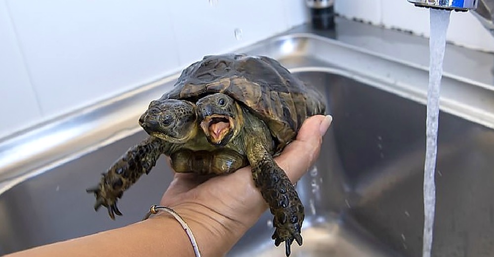 La curiosa tortuga de dos cabezas que ha logrado sobrevivir contra los peores pronósticos