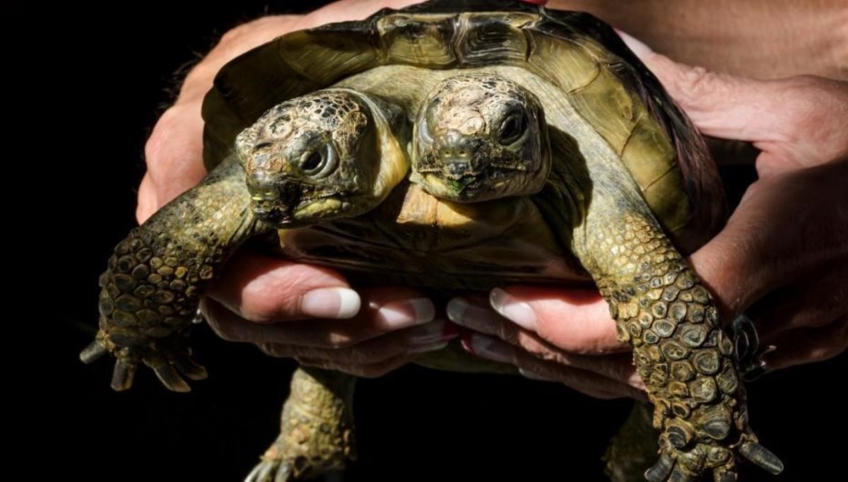 La curiosa tortuga de dos cabezas que ha logrado sobrevivir contra los