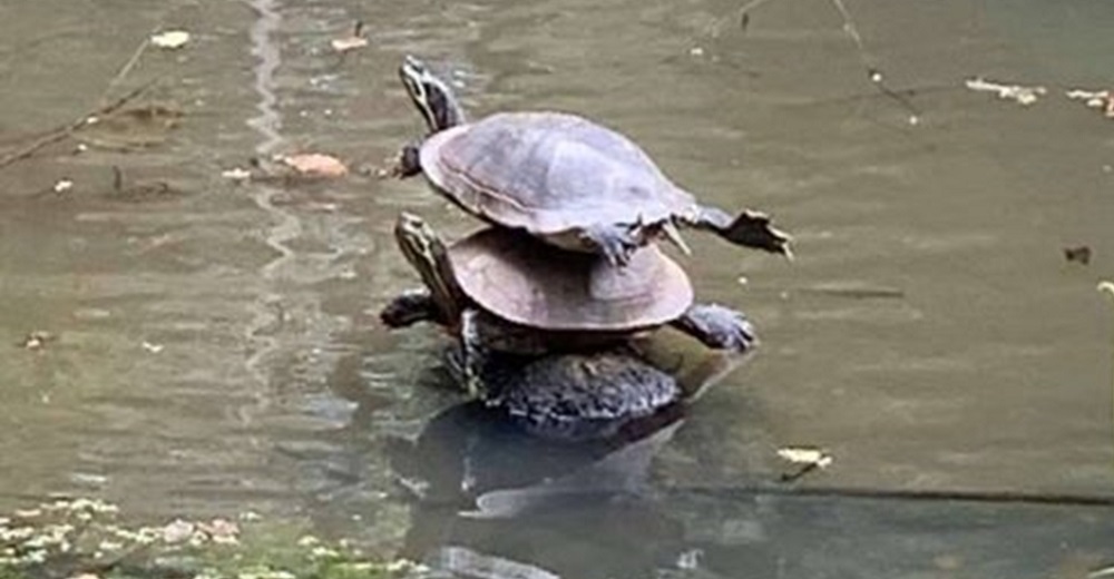 Sale a caminar y no sale de su asombro al ver una pila de tortugas perfectamente alineadas