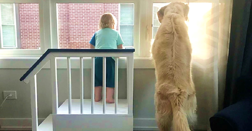 Construye un pequeño porche para que su hijo también pueda ver por la ventana junto a su perro Construye un pequeño porche para que su hijo también pueda ver por la ventana junto a su perro