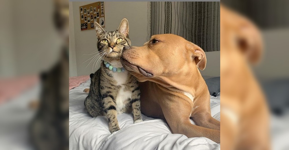 Nadie lo adoptaba por su raza, le dan una oportunidad y se vuelve tierno amigo de un gato gruñón Nadie lo adoptaba por su raza, le dan una oportunidad y se vuelve tierno amigo de un gato gruñón