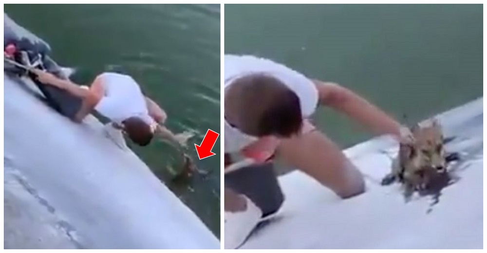 Se mete al agua para salvar a un zorro que se ahogaba sin importarle que lo atacara Se mete al agua para salvar a un zorro que se ahogaba sin importarle que lo atacara