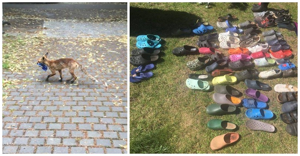 Por fin capturan al ladronzuelo que se hizo con el botín de más de 100 zapatos de los vecinos Por fin capturan al ladronzuelo que se hizo con el botín de más de 100 zapatos de los vecinos