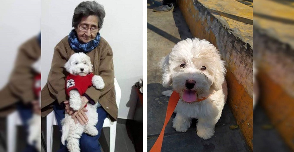 «No puedo dormir» – Abuela de 94 años suplica entre lágrimas que le devuelvan a su perrita «No puedo dormir» – Abuela de 94 años suplica entre lágrimas que le devuelvan a su perrita