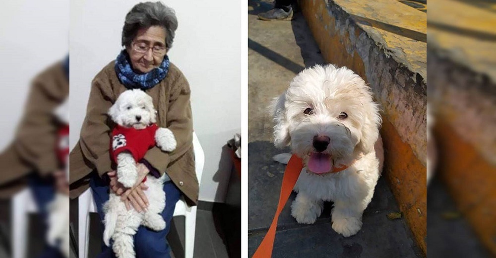 «No puedo dormir» – Abuela de 94 años suplica entre lágrimas que le devuelvan a su perrita