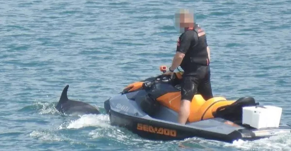 Captan a un hombre molestando a un grupo de delfines en su moto acuática solo para divertirse
