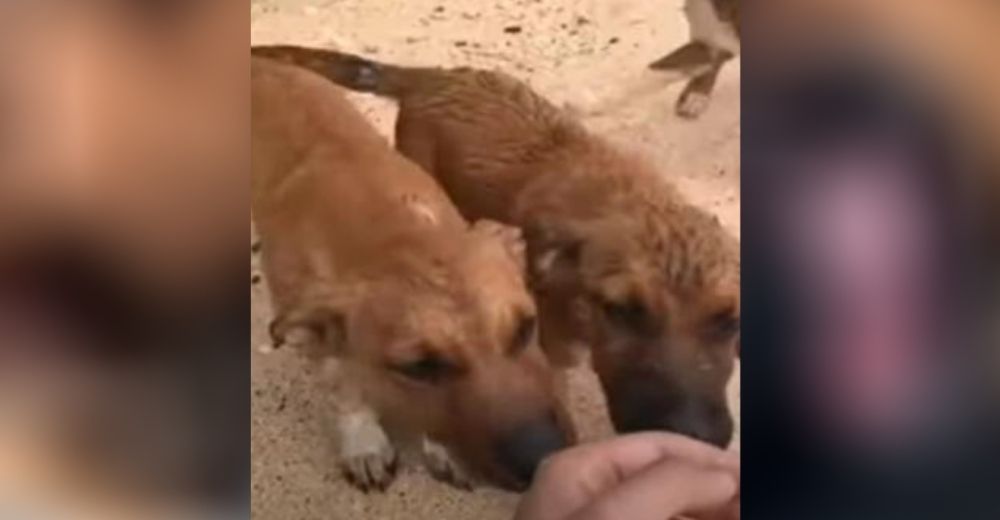 «Rompí a llorar» – Se acerca a una camada de perros abandonados en una carretera para ayudarlos