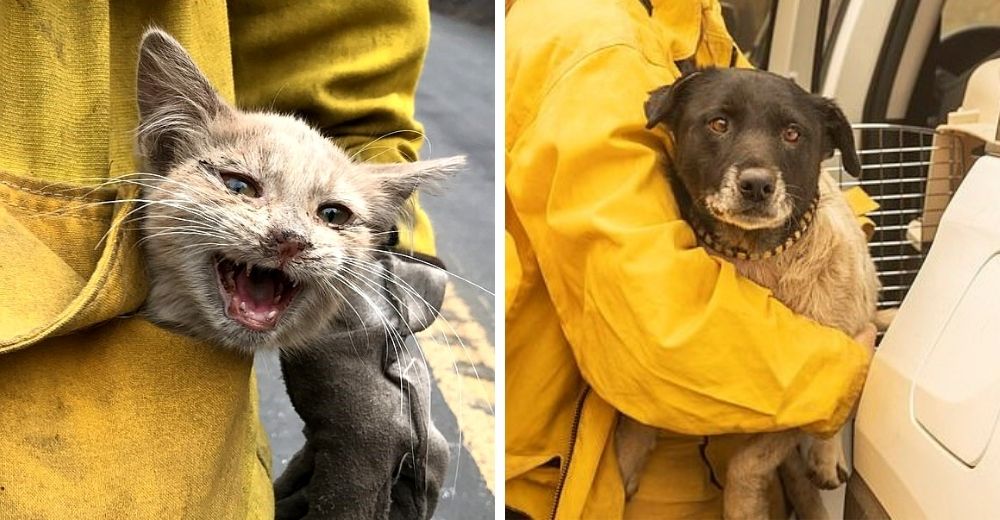 Cientos de mascotas son dejadas a su suerte en medio de los devastadores incendios forestales Cientos de mascotas son dejadas a su suerte en medio de los devastadores incendios forestales