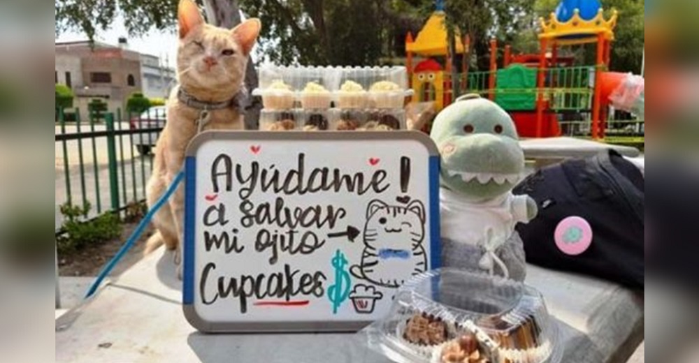 Gatito a punto de quedarse ciego suplica que le compren cupcakes para pagar su operación Gatito a punto de quedarse ciego suplica que le compren cupcakes para pagar su operación