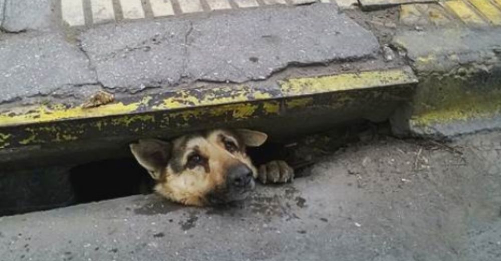 El dramático rescate del perrito que permaneció durante 4 días atrapado en una alcantarilla El dramático rescate del perrito que permaneció durante 4 días atrapado en una alcantarilla