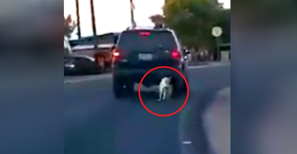 Polémica tras el video de la camioneta en marcha que arrastra un perrito sujeto a una cadena Polémica tras el video de la camioneta en marcha que arrastra un perrito sujeto a una cadena