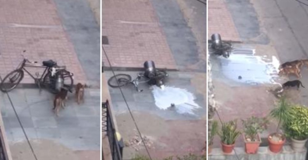 Perritos callejeros tiran una bicicleta cargada con leche para poder saciar su hambre