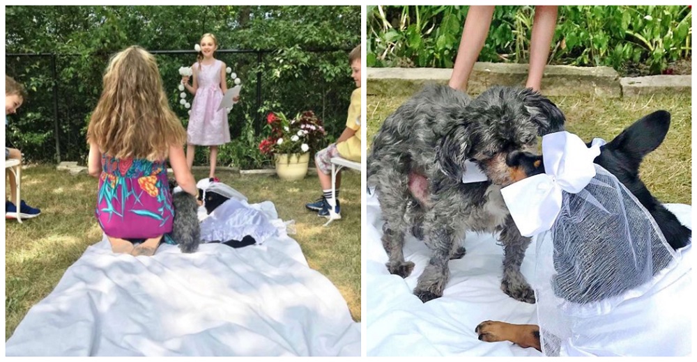 Niños organizan la boda de sus mascotas tras descubrir que «el novio» tiene cáncer terminal