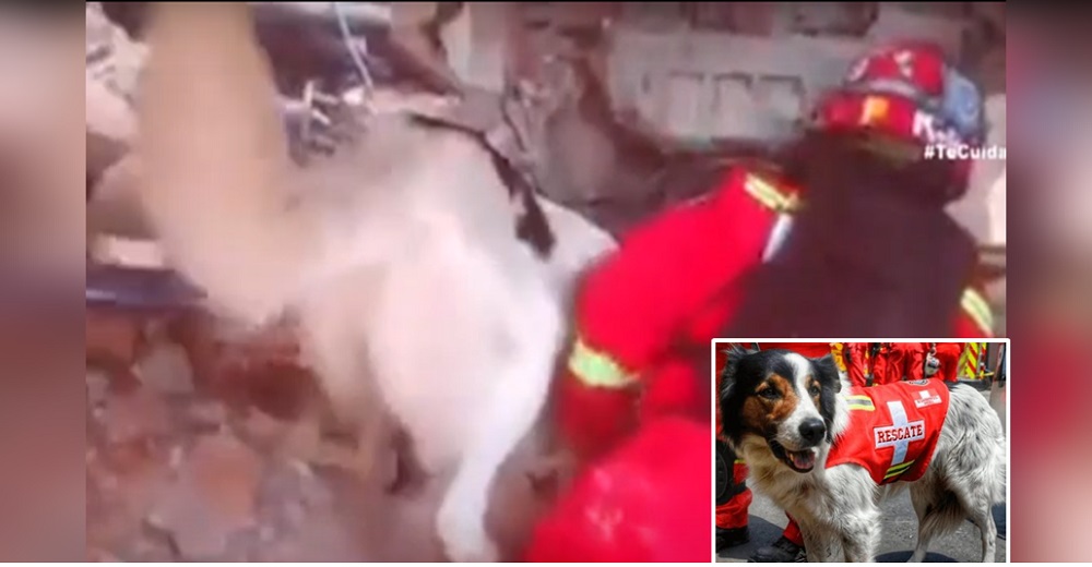 Angustiado perrito conduce a los bomberos a un terreno con escombros, alguien todavía respiraba