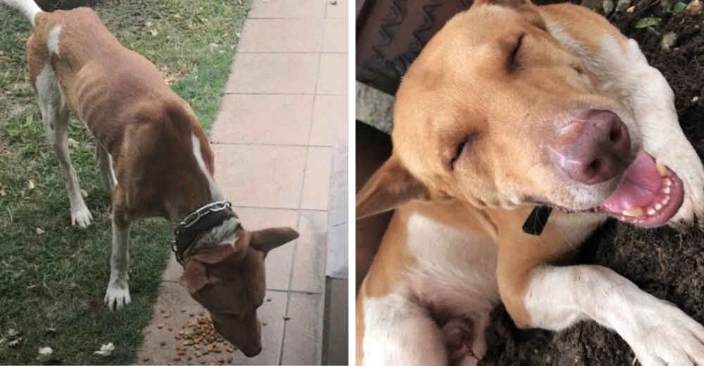 Perrito recorre 25 kilómetros para encontrar el hogar de la familia que lo ayudó en las calles