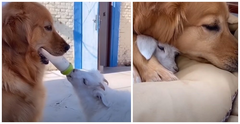 Golden Retriever conoce a una cabrita bebé y decide que nadie más la cuidará tan bien como ella Golden Retriever conoce a una cabrita bebé y decide que nadie más la cuidará tan bien como ella