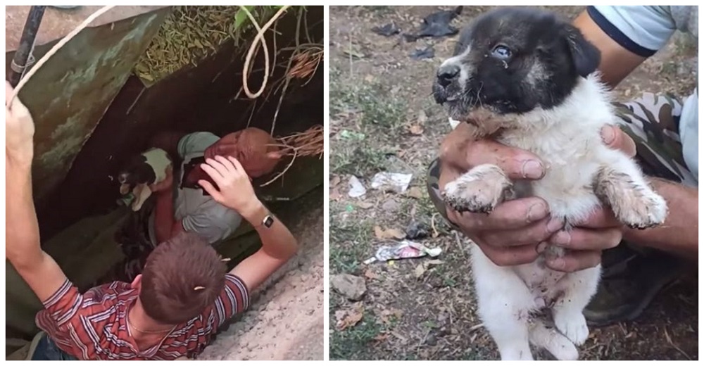 Cachorrito herido que cayó de espaldas en medio de un garaje lloraba suplicando por ayuda