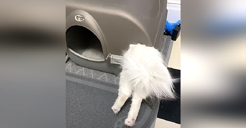 «Quedé en shock cuando la vi» – Se queda desconcertada al ver a su gata usando la caja de arena «Quedé en shock cuando la vi» – Se queda desconcertada al ver a su gata usando la caja de arena