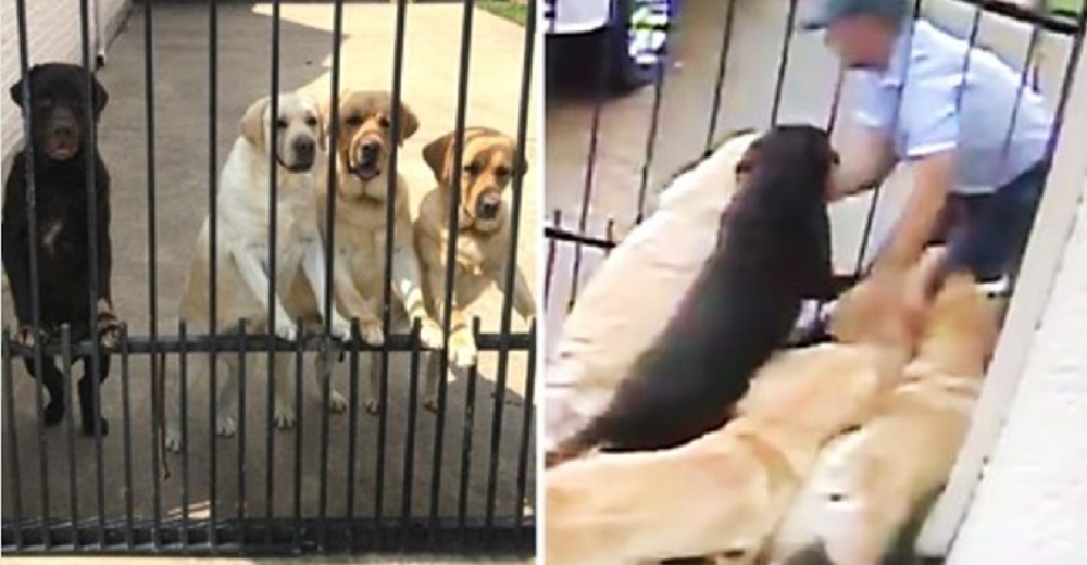Revisa las cámaras de seguridad y comprueba que el cartero cada día hace felices a sus 5 perros Revisa las cámaras de seguridad y comprueba que el cartero cada día hace felices a sus 5 perros