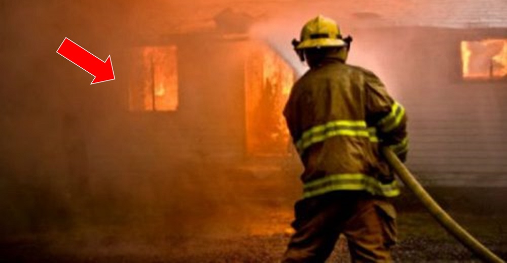 Bomberos luchan por apagar las llamas de una casa sin gente, pero un animalito estaba adentro