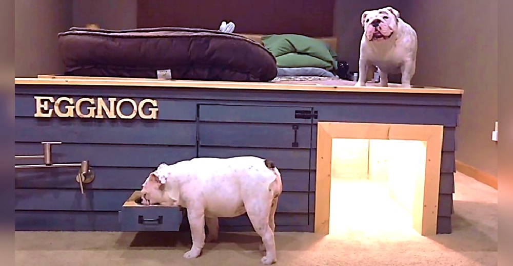 Dos adorables bulldogs presumen de su tecnológica casita pegada a la cama de sus dueños