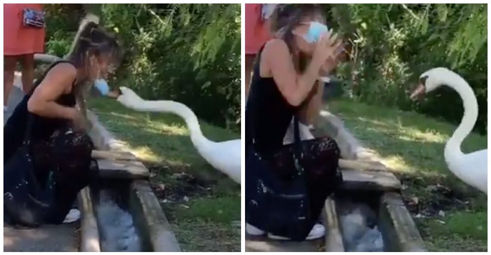 Mujer con la mascarilla mal puesta se acerca a un cisne y el furioso animal le da su merecido
