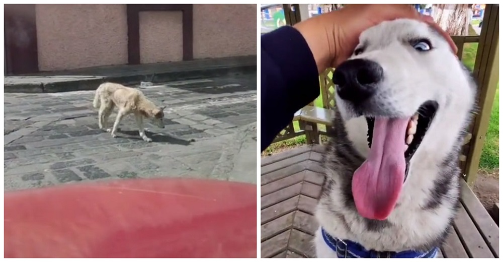 Perro callejero desnutrido que buscaba comida desesperado recibe ayuda y ahora parece otro perro