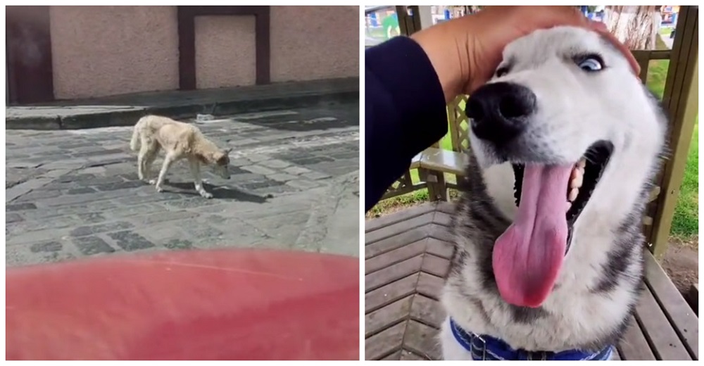 Perro callejero desnutrido que buscaba comida desesperado recibe ayuda y ahora parece otro perro Perro callejero desnutrido que buscaba comida desesperado recibe ayuda y ahora parece otro perro