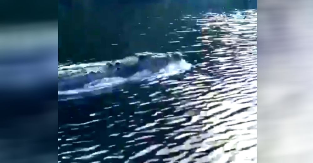 Lo graban nadando velozmente como si fuera un «delfín» hasta que miran de cerca el peligro